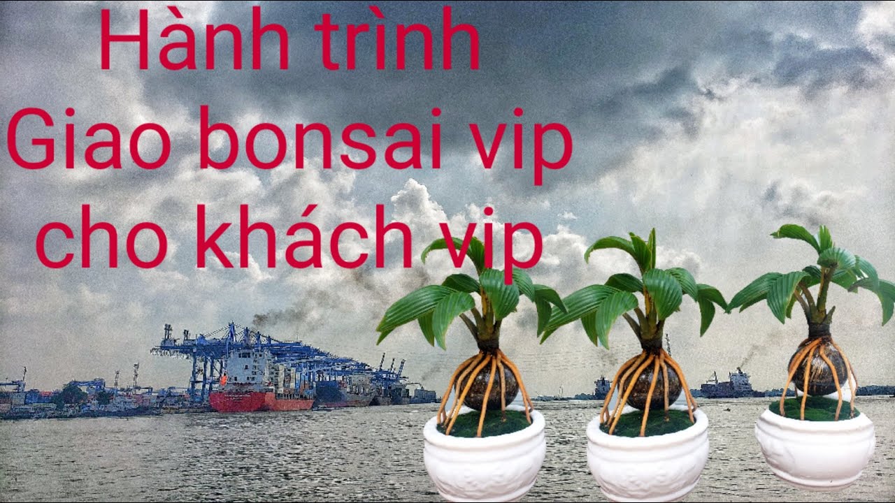 Hành trình  bonsai vip cho khách vip ||Bul Dừa || Bonsai Dừa || Cây Cảnh Phong Thủy, Cây Kiểng Mini