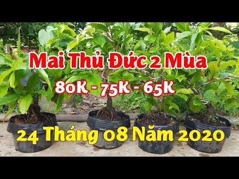 ( Hết Cây ) Mai Giảo Thủ Đức 2 Mùa Đế Đẹp - Liền Cốt - 24/08/2020