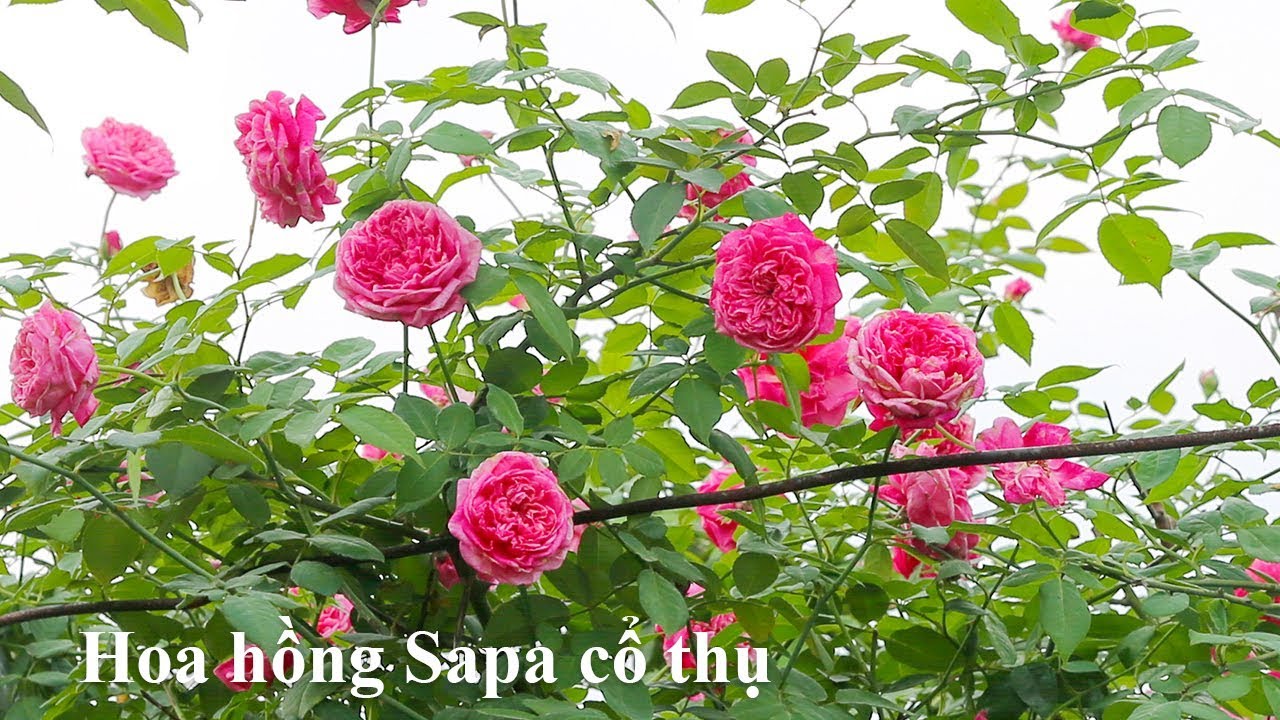 Hoa hồng Sapa cổ thụ |Hoa hồng Cổ thụ Việt nam