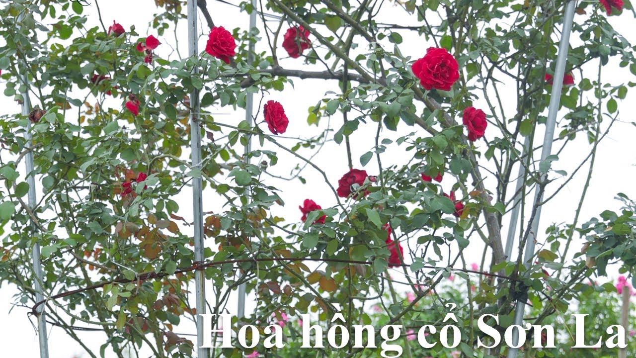 Hoa hồng cổ Sơn La  | Hoa hồng cổ Việt Nam