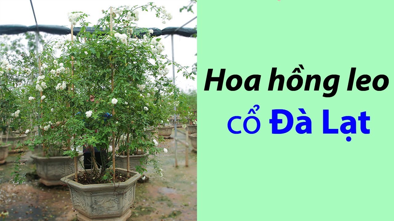 Hoa hồng leo Phớt Hồng Đà Lạt - Hoa hồng cổ bông siêu thơm