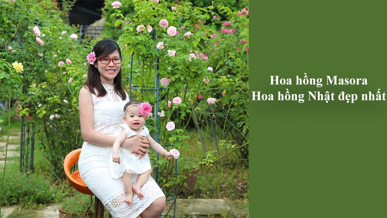 Hoa hồng ngoại Masora rose| Hoa hồng Nhật đẹp nhất