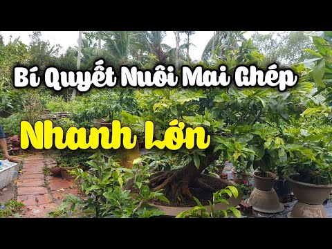 Học Hỏi Bí Quyết Nuôi Mai Ghép Nhanh Lớn Của Nhà Vườn 😊 Gốc Mai Lớn