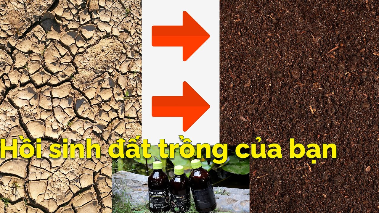 Hồi sinh đất cằn cỗi bằng siêu phẩm Bio Humic