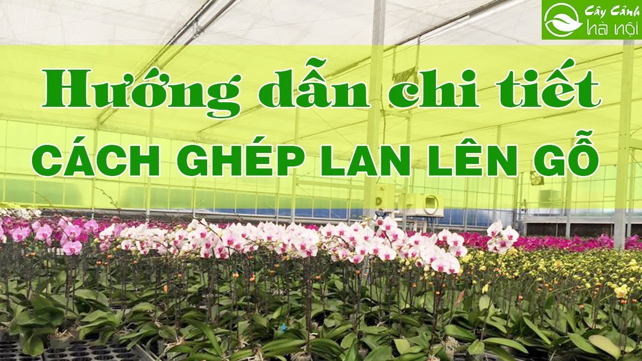 Hướng dẫn chi tiết Cách ghép Lan lên gỗ