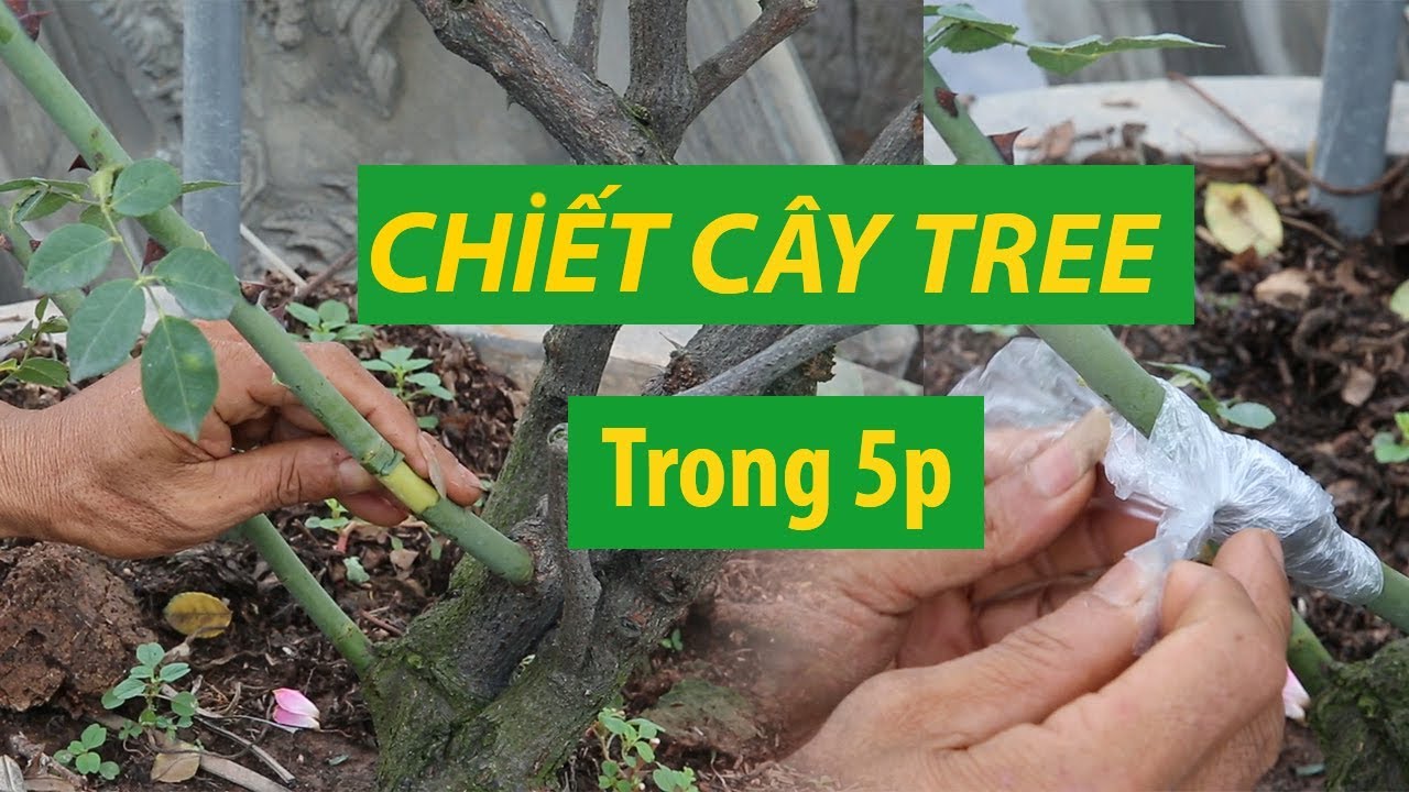 Hướng dẫn chiết cành hoa hồng " Tree Rose " cực kì đơn giản trong 5 phút