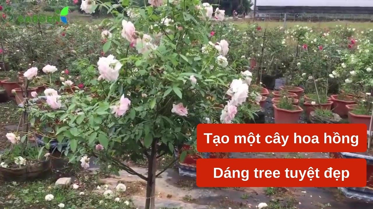 Hướng dẫn tạo một cây hoa hồng đẹp, tăng giá trị nhiều lần- hồng dáng tree (thân gỗ)