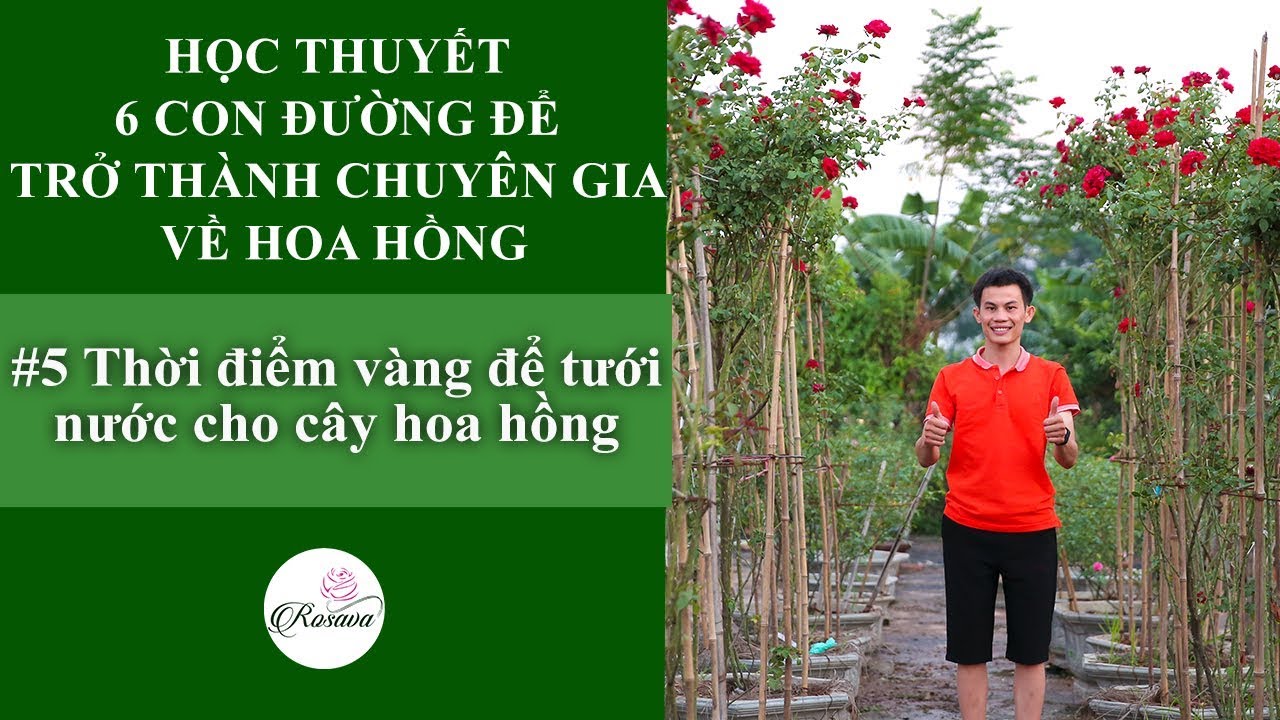 Hướng dẫn tưới nước cho hoa hồng | Thời điểm vàng để tưới nước