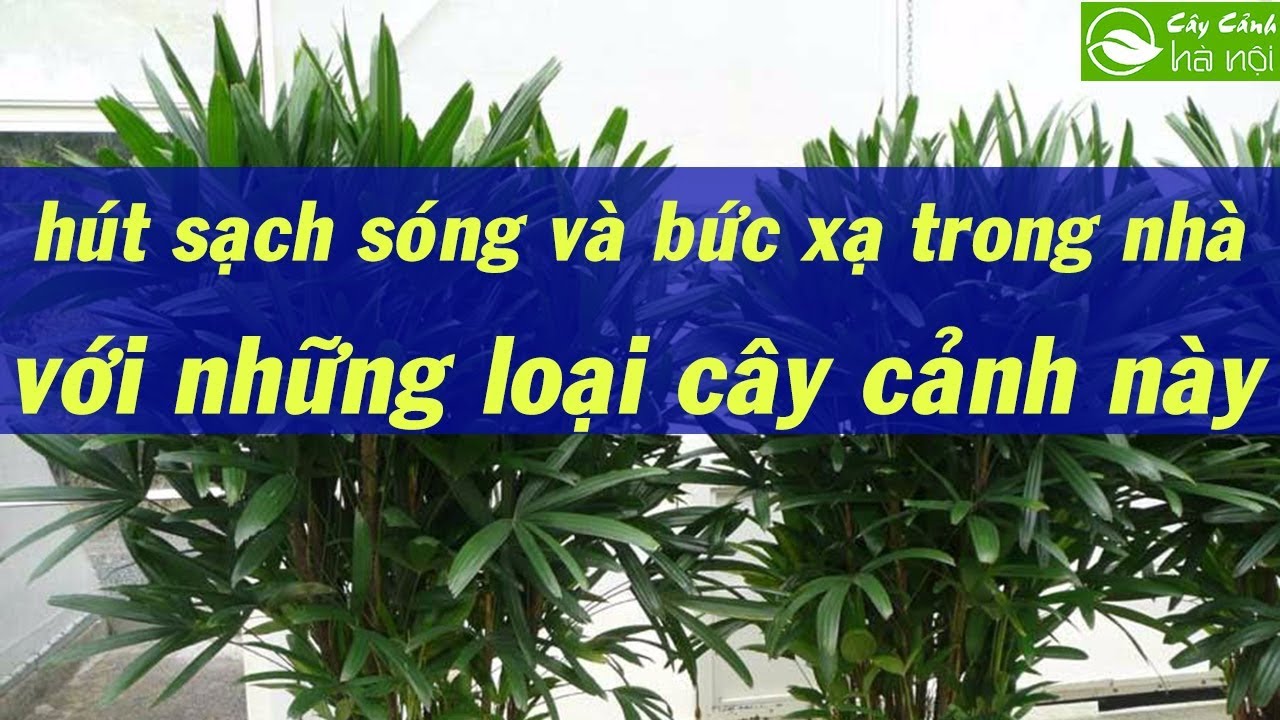 Hút sạch sóng và bức xạ trong nhà với những loại cây cảnh này