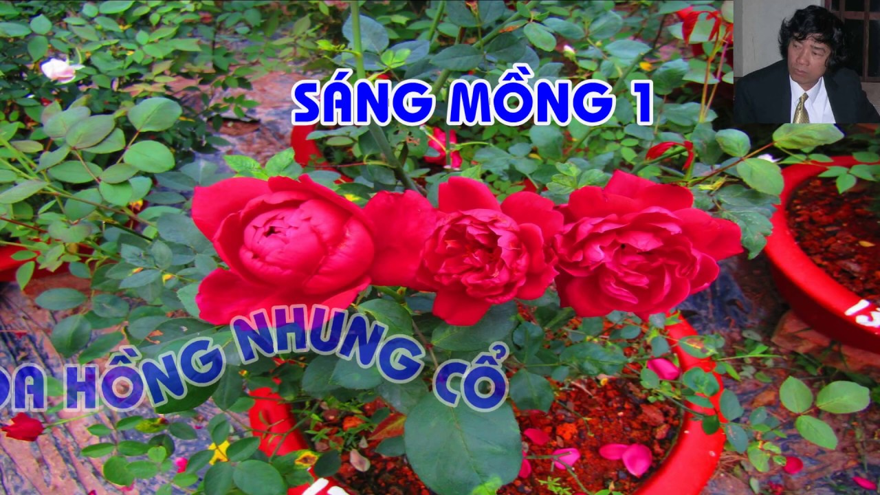 KHOE HOA HỒNG NHUNG CỔ SÁNG MỒNG MỘT ĐÊ ... CÁC BẠN ƠI ? TRUNG HOA HỒNG