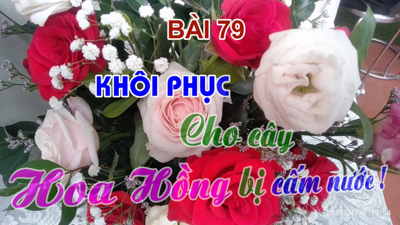 KHÔI PHỤC NƯỚC CHO HOA HỒNG  NGAY TỪ HÔM NAY - TRUNG HOA HỒNG