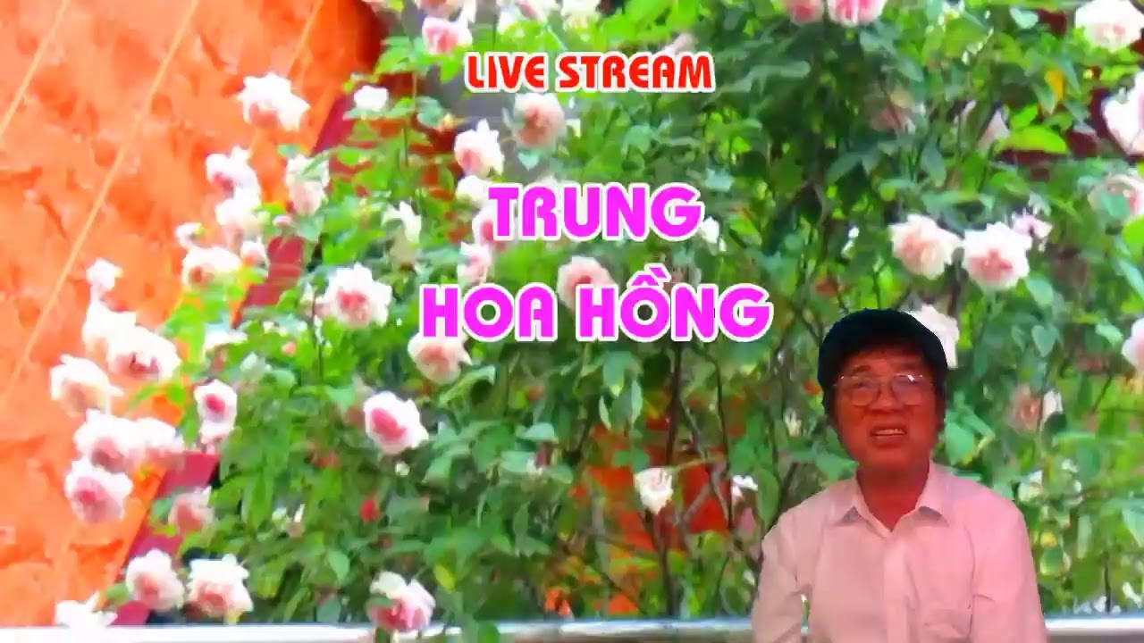 KINH NGHIỆM  CHĂM SÓC HOA HỒNG MÙA HÈ  - TRUNG HOA HỒNG