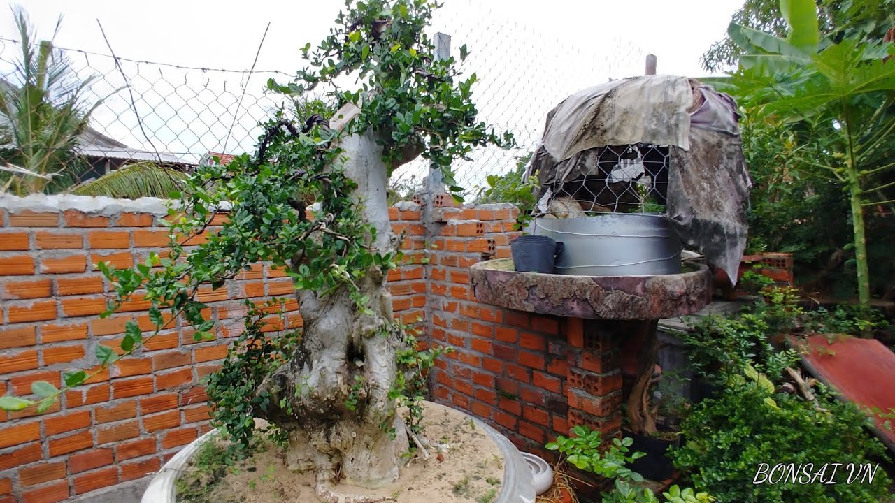 KINH NGHIÊM TRỒNG CÂY DUỐI BA MIỀN - BẮC - TRUNG - NAM - BONSAI VN