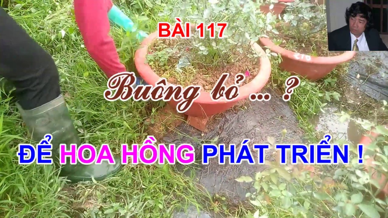 KỸ NĂNG BUÔNG BỎ..? ĐỂ HOA HỒNG PHÁT TRIỂN -TRUNG HOA HỒNG