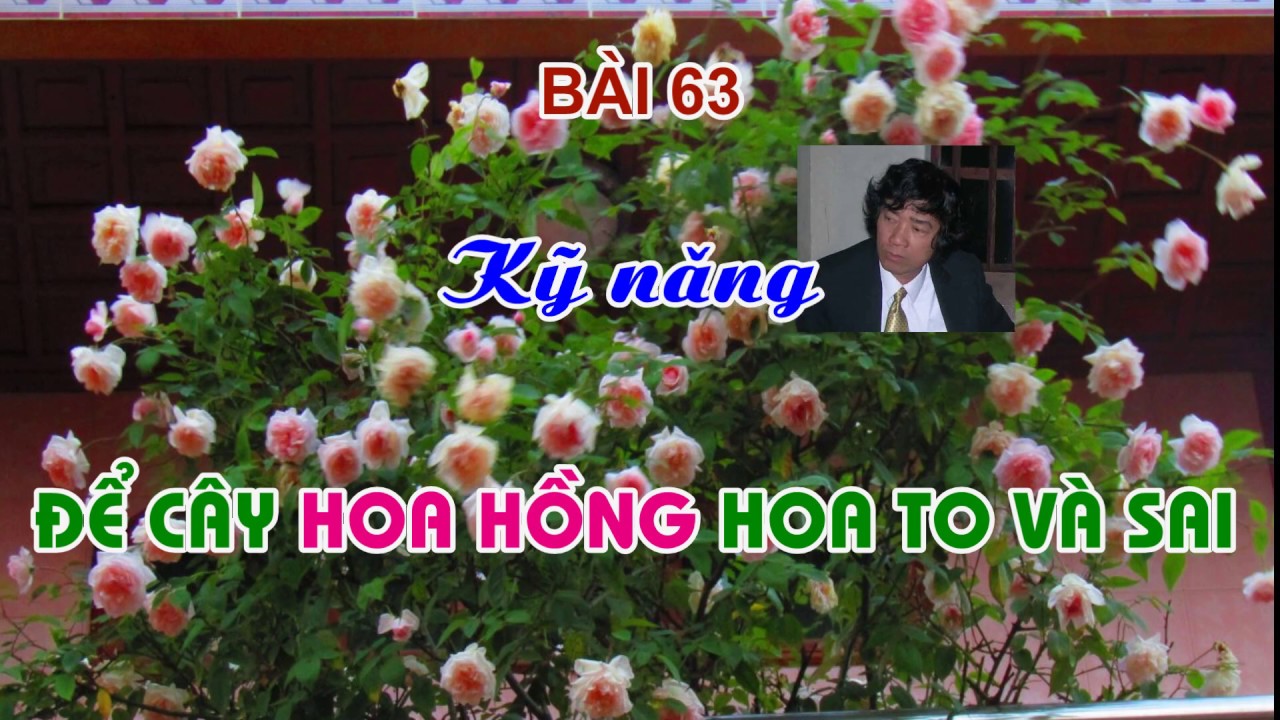 KỸ NĂNG ĐỂ HOA HỒNG TO VÀ SAI HOA - TRUNG HOA HỒNG