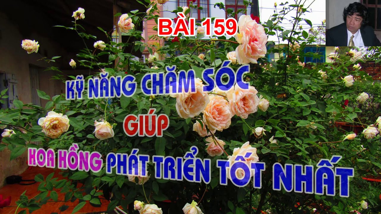 KỸ NĂNG ĐƠN GIẢN GIÚP HOA HỒNG PHÁT TRIỂN  - TRUNG HOA HỒNG