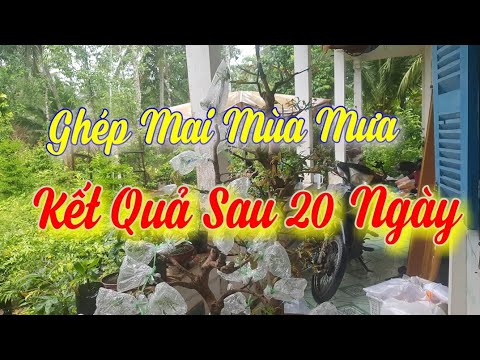 Kết Quả Ghép Mai Vào Mùa Mưa - Sau 20 Ngày 😀 06/2019