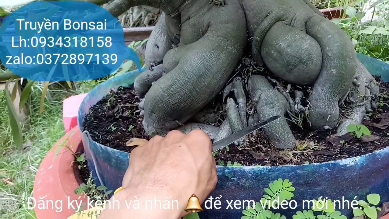 Khắc Phục Những Nguyên nhân vàng lá,thối cành trên cây sứ vào mùa mưa/Truyền Bonsai