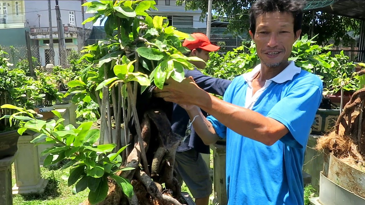 Khách tham quan vườn mai bonsai của ông chú