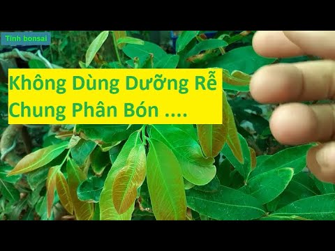 Không Dùng Kích Rễ Lúc Bón Phân Cho Mai Vàng | Tính Bonsai