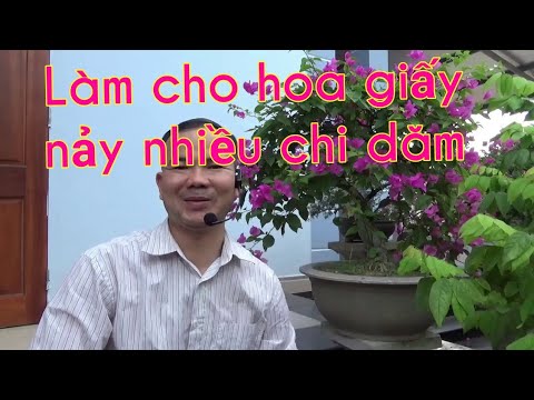 Kích thích hoa giấy nảy nhiều chi dăm