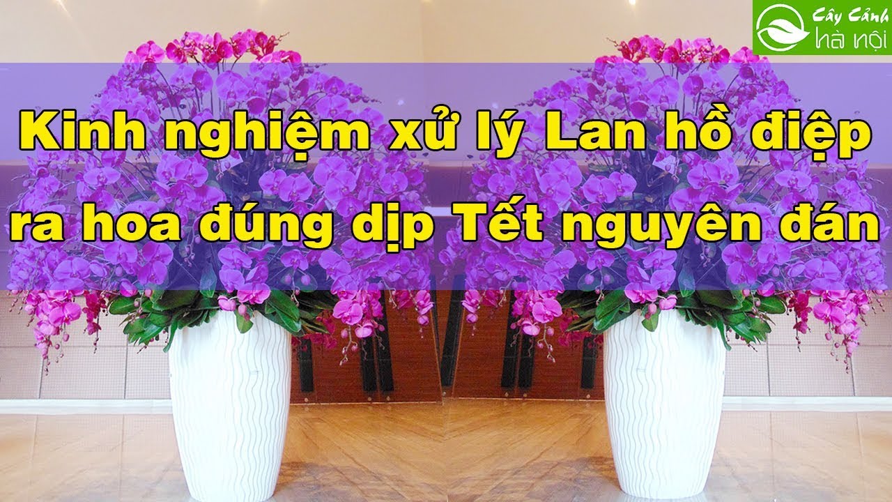 Kinh nghiệm xử lý Lan hồ điệpk ra hoa đúng Tết Nguyên Đán