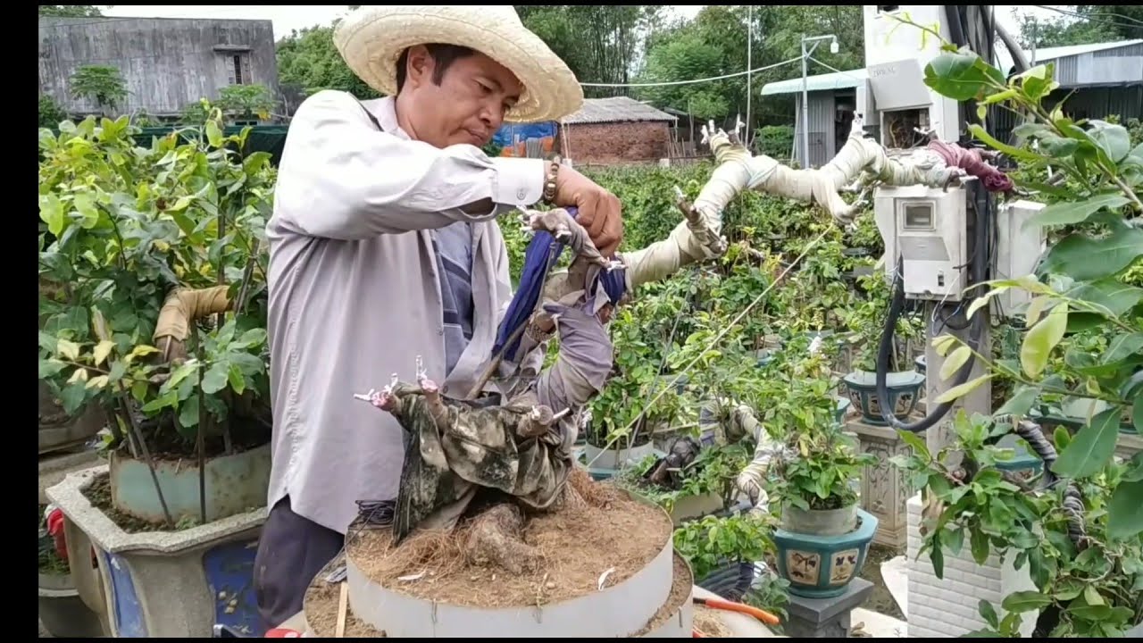 Kỹ thuật ghép bạ cành cho cây mai dáng bay (chú Quý)