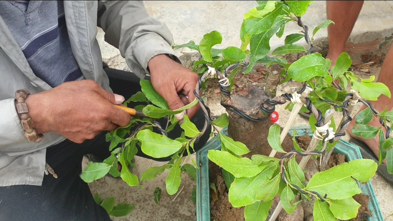 Kỹ thuật tạo dáng đơn giản và đẹp cho mai bonsai