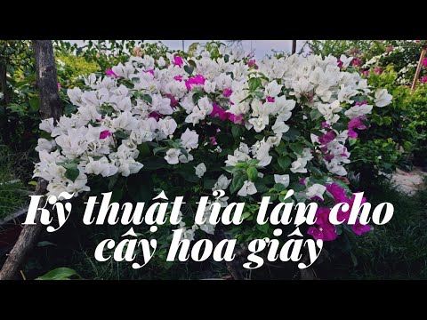 Kỹ thuật tỉa tán cây hoa giấy bonsai sau thay đất