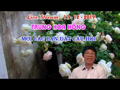 LIVE STREAM TỐI NAY NGÀY17 - 12 - 2019 - TRUNG HOA HỒNG