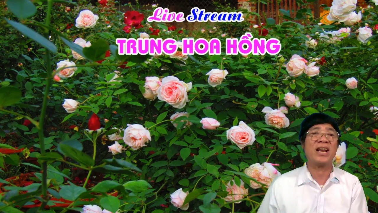 LIVE STREAM TỐI THỨ SÁU HÀNG TUẦN 13 - 12 - 2019 - TRUNG HOA HỒNG