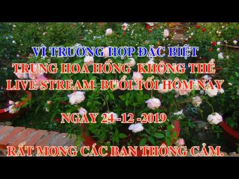 LIVE STREAM TỐí BA 24 - 12 - 2019 - TRUNG HOA HỒNG