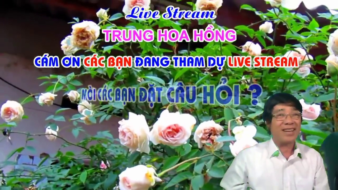 LIVE STREAM TỐí SÁU 20 - 12 - 2019 - TRUNG HOA HỒNG