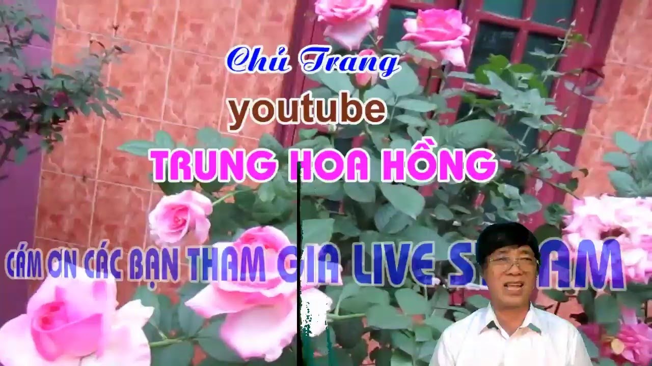 LIVE STREAM TRỰC TIẾP VỚI CHỦ ĐỀ :CHĂM SÓC HOA HỒNG MÙA THU - TRUNG HOA HỒNG