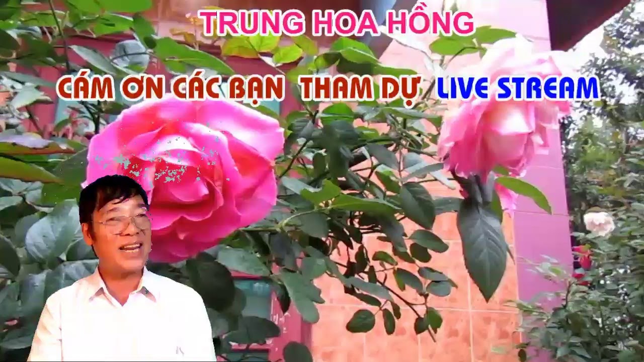 LIVE STREAM TRỰC TUYẾN CHỦ ĐỀ VỀ HOA HỒNG NGOẠI CHĂM SÓC DỄ HAY KHÓ .?