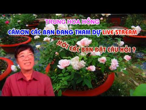 LIVE STREAM TRỰC TUYẾN TỐI THỨ 6