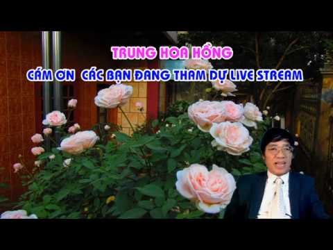 LIVE STREAM TRỰC TUYẾN TỐI THỨ BA 03 - 12 - 2019 .TRUNG HOA HỒNG