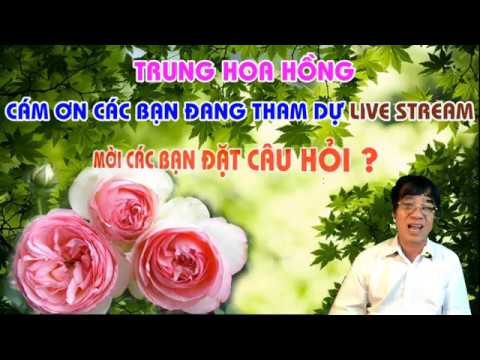 LIVE STREAM TRỰC TUYẾN TỐI THỨ BA NGÀY 26 -11 - 2019 .TRUNG HOA HỒNG