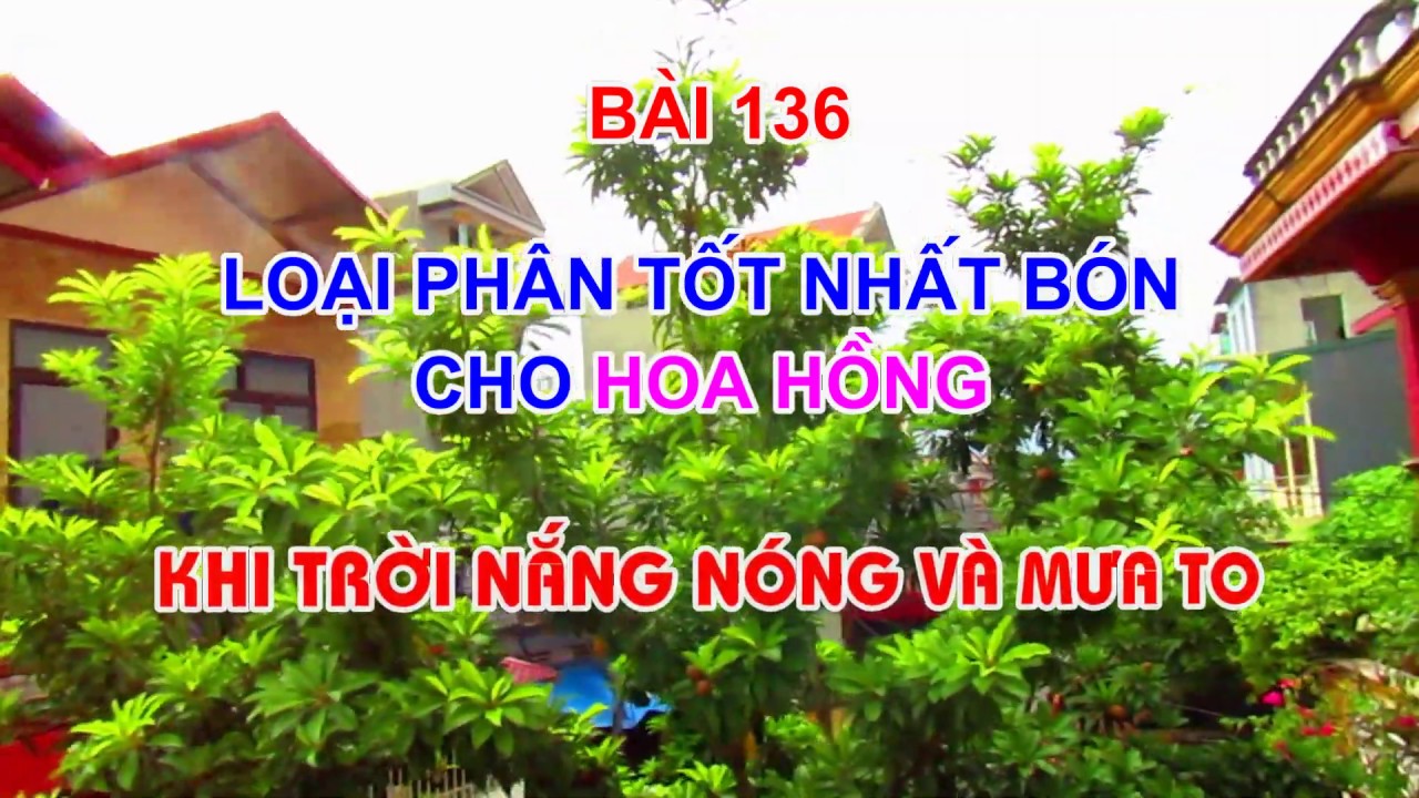 LOẠI PHÂN TỐT NHẤT CHO HOA HỒNG KHI TRỜÌ MƯA VÀ NẮNG NÓNG - TRUNG HOA HỒNG