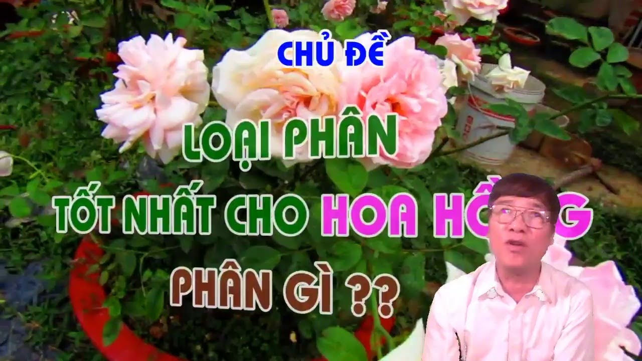 LOẠI PHÂN TỐT NHẤT CHO HOA HỒNG - PHÂN GÌ ? - LIVE STREAM - TRUNG HOA HỒNG