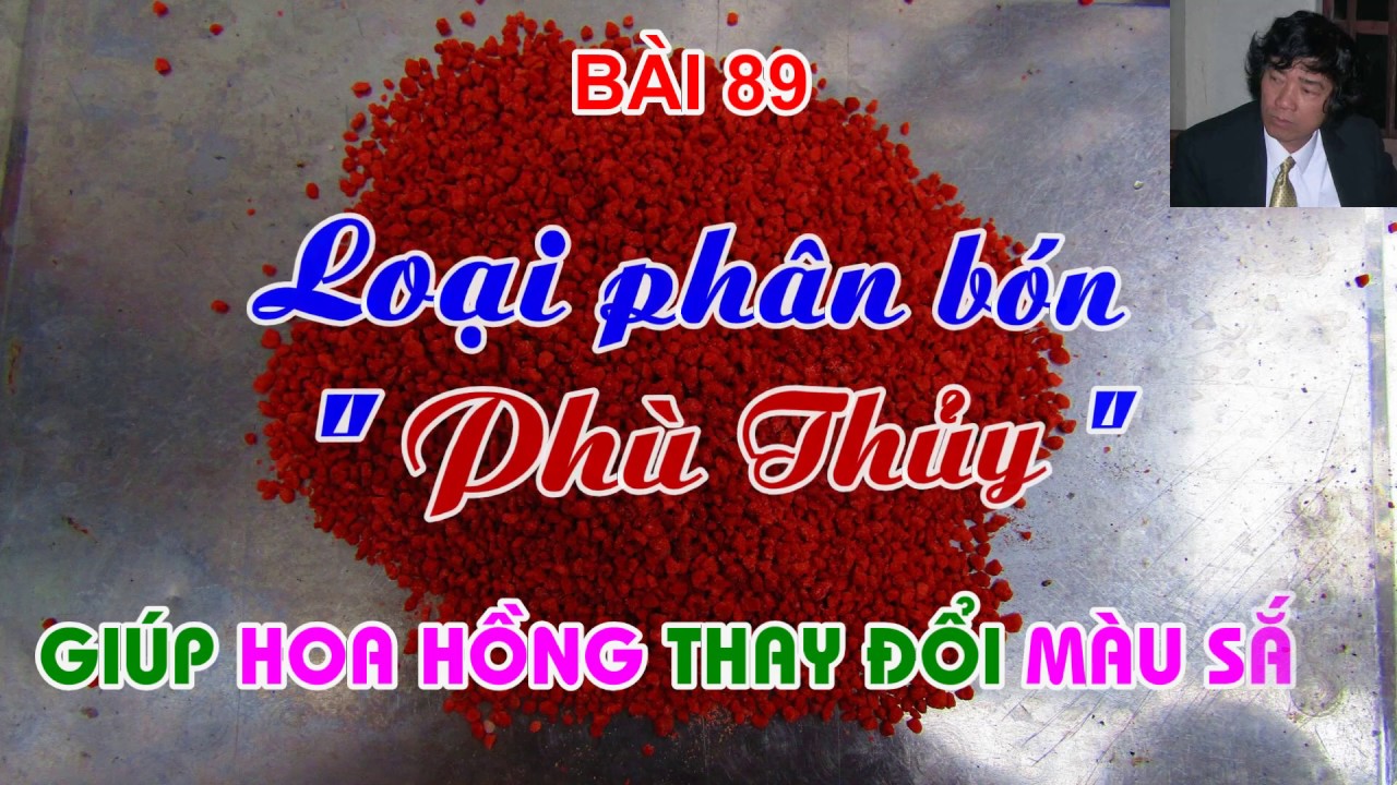 LOẠI PHÂN  " PHÙ THỦY "    GIÚP HOA HỒNG ĐỔI MÀU - TRUNG HOA HỒNG