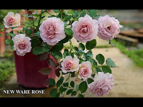 Lạ mắt với hoa hồng ngoại màu tím khói - hoa hồng ngoại New Wave rose | Hoa Hồng Nhật