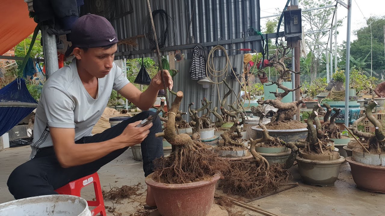 Làm Phôi Mai bonsai Sau Tết