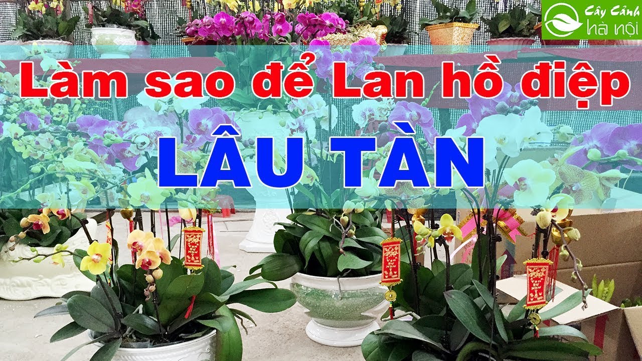 Làm sao để hoa lan hồ điệp lâu tàn