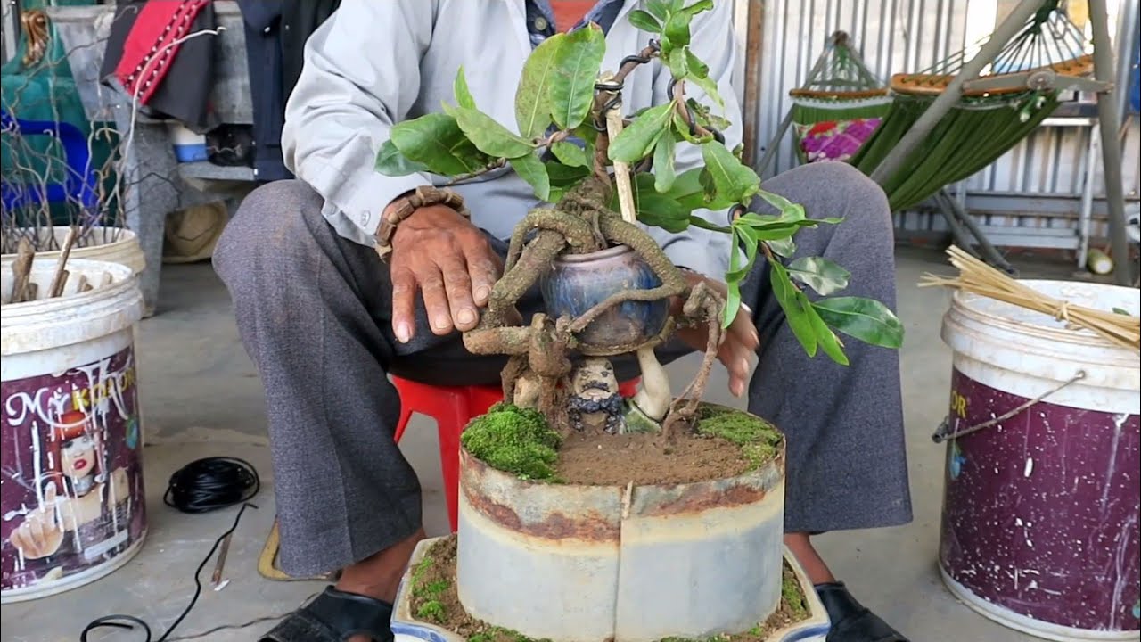 Làm và gl mai bonsai phối tượng mini giá 3.5tr (đã bán)