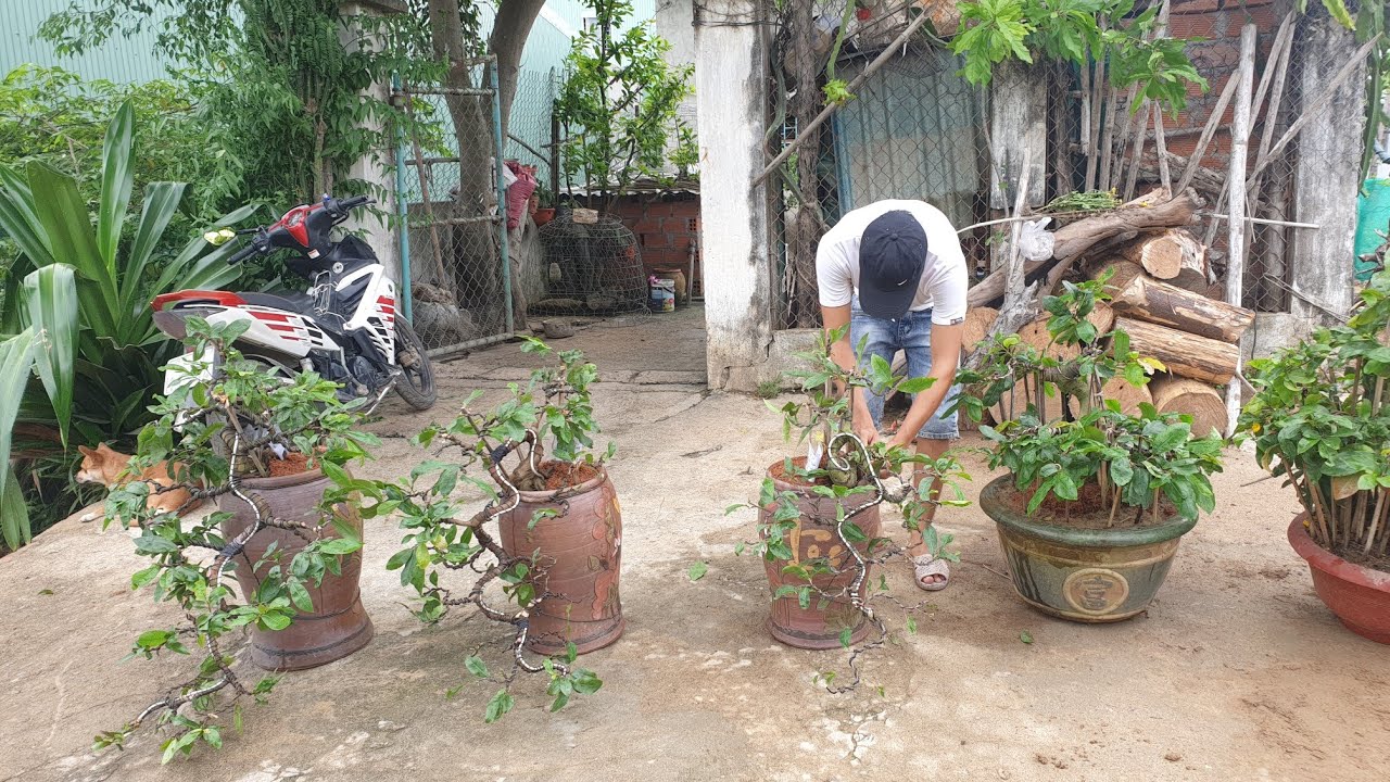 Lô mai bonsai thác đổ củ xù mở hàng đầu tháng 8 âm lịch (Lh đặt hàng 0383938201)