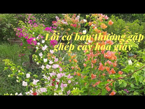 Lỗi cơ bản thường gặp khi ghép cây