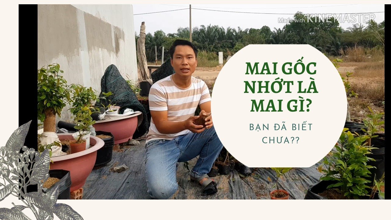 MAI GỐC NHỚT LÀ MAI GÌ - ƯU NHƯỢC ĐIỂM CỦA GỐC NHỚT