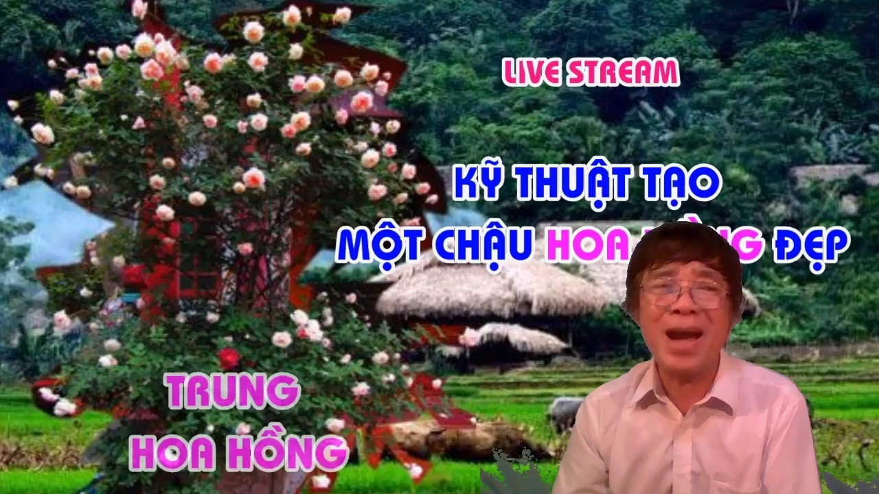 MỘT CHẬU HOA HỒNG ĐẸP - CẦN NHŨNG GÌ ? - LIVE STREAM - TRUNG HOA HỒNG