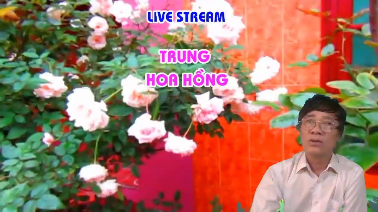 MÙA HÈ - BẠN CHUẨN BỊ GÌ CHO CÂY HOA HỒNG  - LIVE STREAM - TRUNG HOA HỒNG